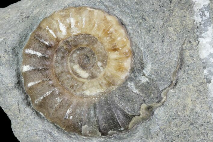 Ammonite (Promicroceras) Fossil - Lyme Regis #102883